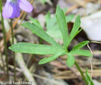Viola brittoniana Pollard