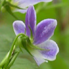 Viola canadensis L.