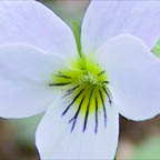 Viola canadensis L.