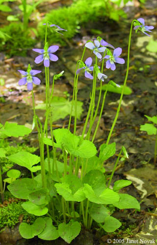 Viola cucullata Ait.