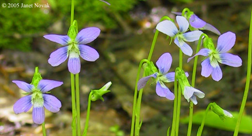 Viola cucullata Ait.