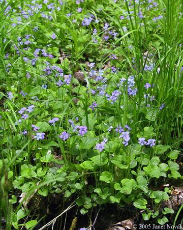 Viola cucullata Ait.
