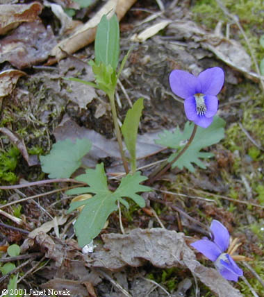 Viola palmata L.