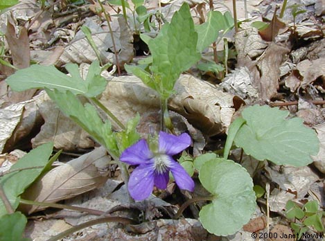 Viola palmata L.
