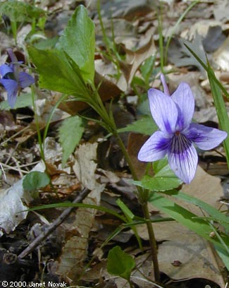 Viola rostrata Pursh