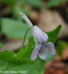 Viola rostrata Pursh
