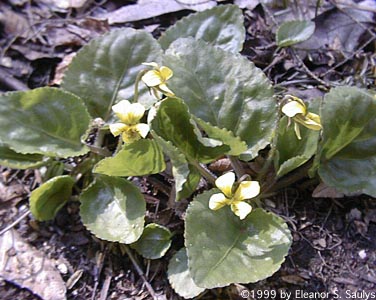 Viola rotundifolia Michx.