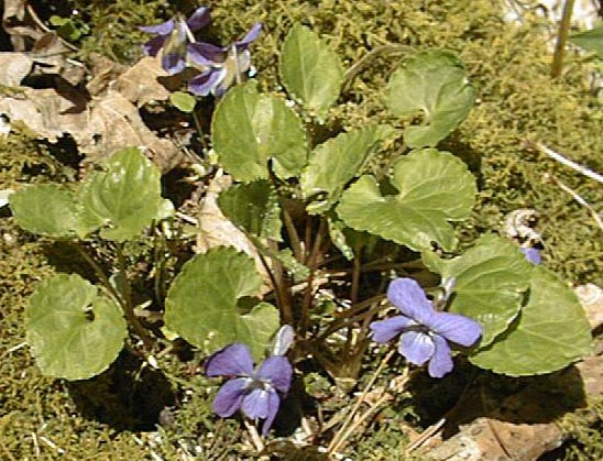 Viola selkirkii Pursh ex Goldie