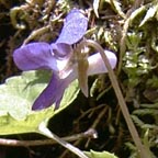 Viola selkirkii Pursh ex Goldie