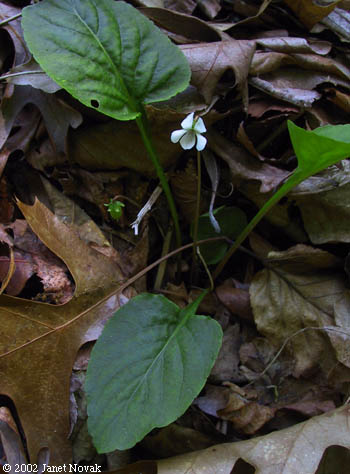 Viola X primulifolia L. (pro sp.)