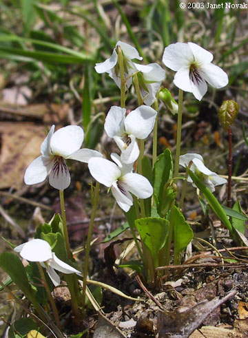 Viola X primulifolia L. (pro sp.)