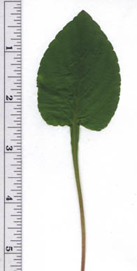 Viola X primulifolia L. (pro sp.)