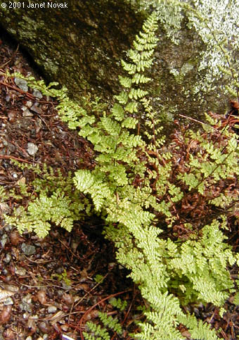 Cheilanthes lanosa (Michx.) D.C. Eat.