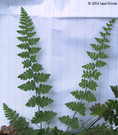 Cheilanthes lanosa (Michx.) D.C. Eat.
