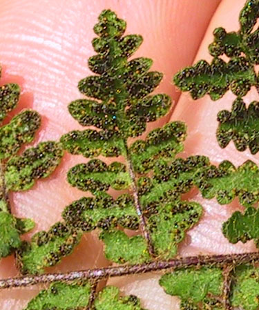 Cheilanthes lanosa (Michx.) D.C. Eat.