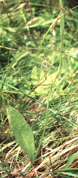 Ophioglossum pusillum Raf.