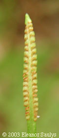 Ophioglossum pusillum Raf.