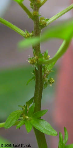 Acalypha rhomboidea Raf.