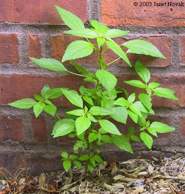 Acalypha rhomboidea Raf.