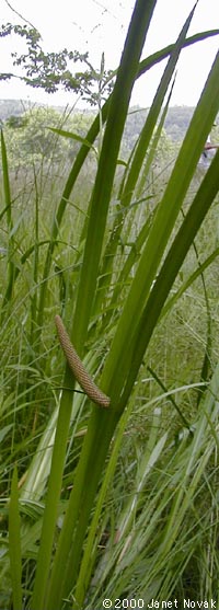 Acorus calamus L.