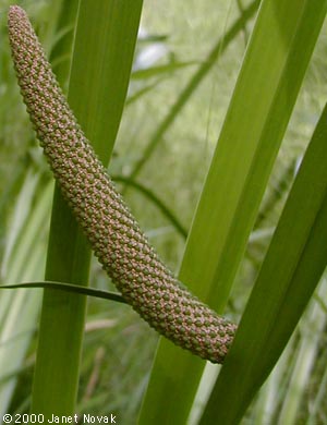 Acorus calamus L.