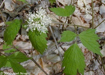 Actaea pachypoda Ell.