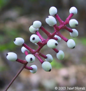 Actaea pachypoda Ell.
