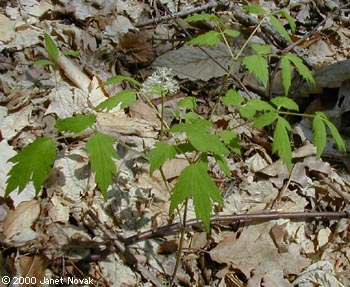 Actaea pachypoda Ell.