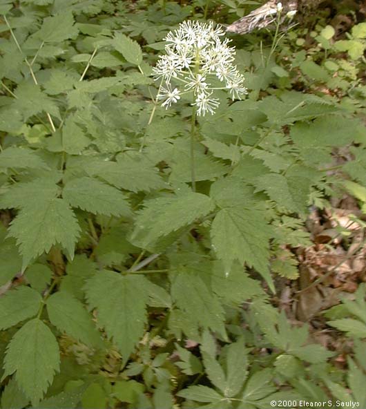 Actaea rubra (Ait.) Willd.
