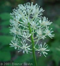 Actaea rubra (Ait.) Willd.