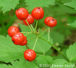 Actaea rubra (Ait.) Willd.