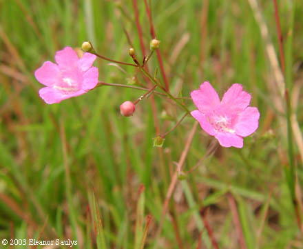 Agalinis acuta Pennell