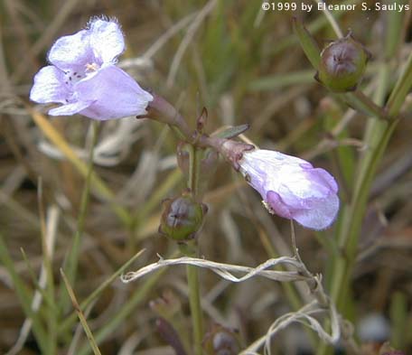Agalinis maritima (Raf.) Raf.