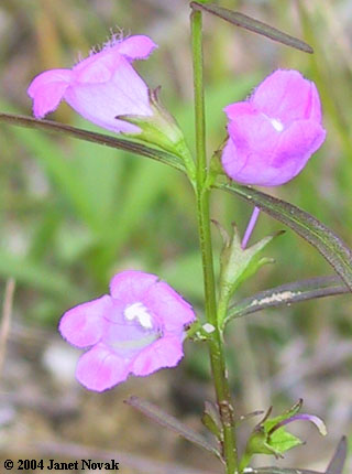 Agalinis paupercula (Gray) Britt.