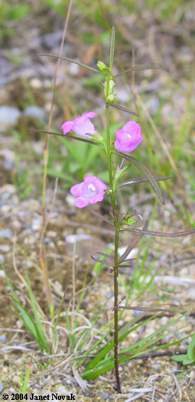 Agalinis paupercula (Gray) Britt.