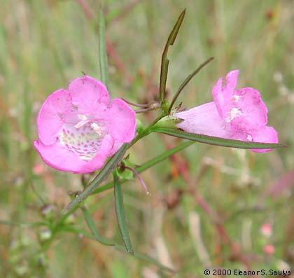 Agalinis purpurea (L.) Pennell