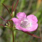 Agalinis purpurea (L.) Pennell