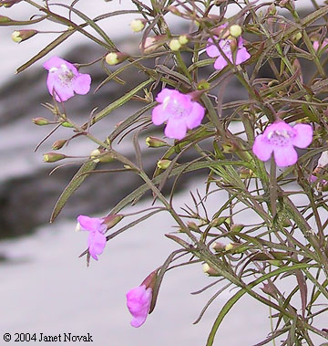 Agalinis tenuifolia (Vahl) Raf.