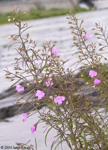Agalinis tenuifolia (Vahl) Raf.