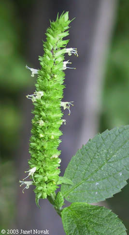 Agastache nepetoides (L.) Kuntze