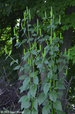 Agastache nepetoides (L.) Kuntze