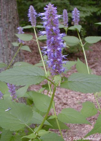 Agastache scrophulariifolia (Willd.) Kuntze