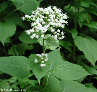 Ageratina altissima (L.) King & H.E. Robins.