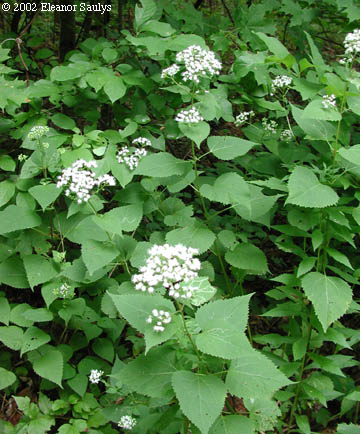 Ageratina altissima (L.) King & H.E. Robins.