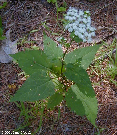 Ageratina altissima (L.) King & H.E. Robins.