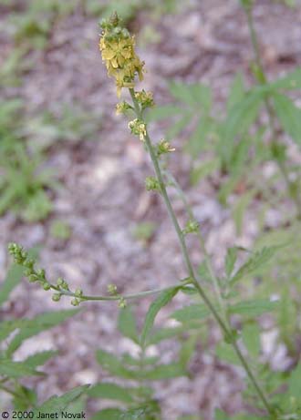 Agrimonia parviflora Ait.