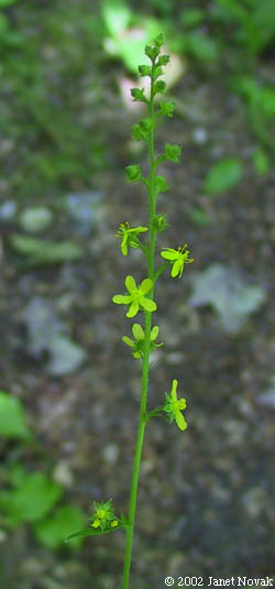 Agrimonia striata Michx.