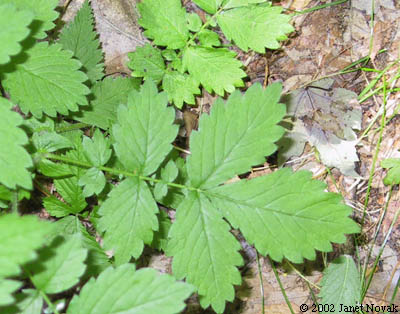 Agrimonia striata Michx.