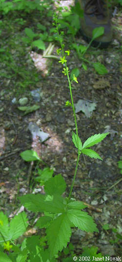 Agrimonia striata Michx.