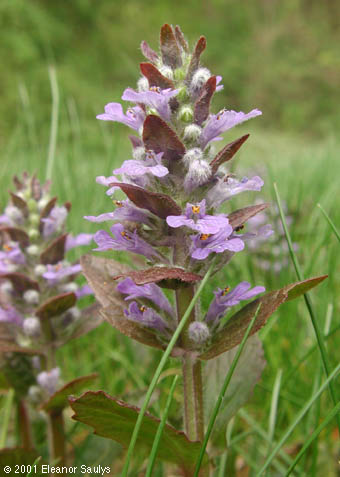 Ajuga reptans L.